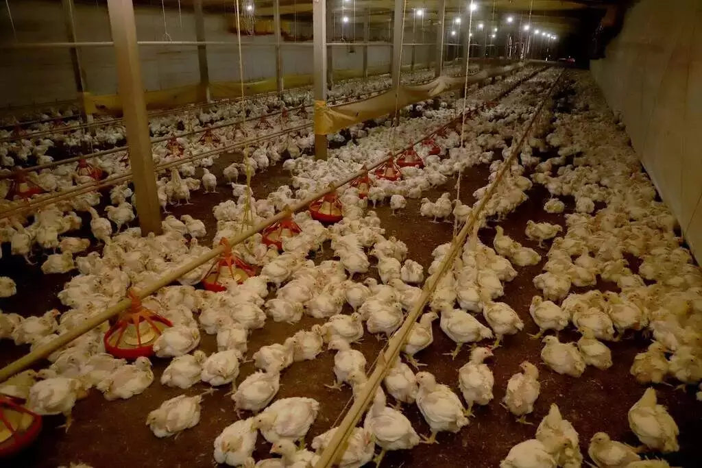 Frango nordestino é reintroduzido em Hong Kong após o fim das restrições sanitárias