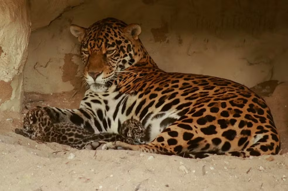Nascimento de filhotes de onça em cativeiro destaca Nordeste na conservação da espécie