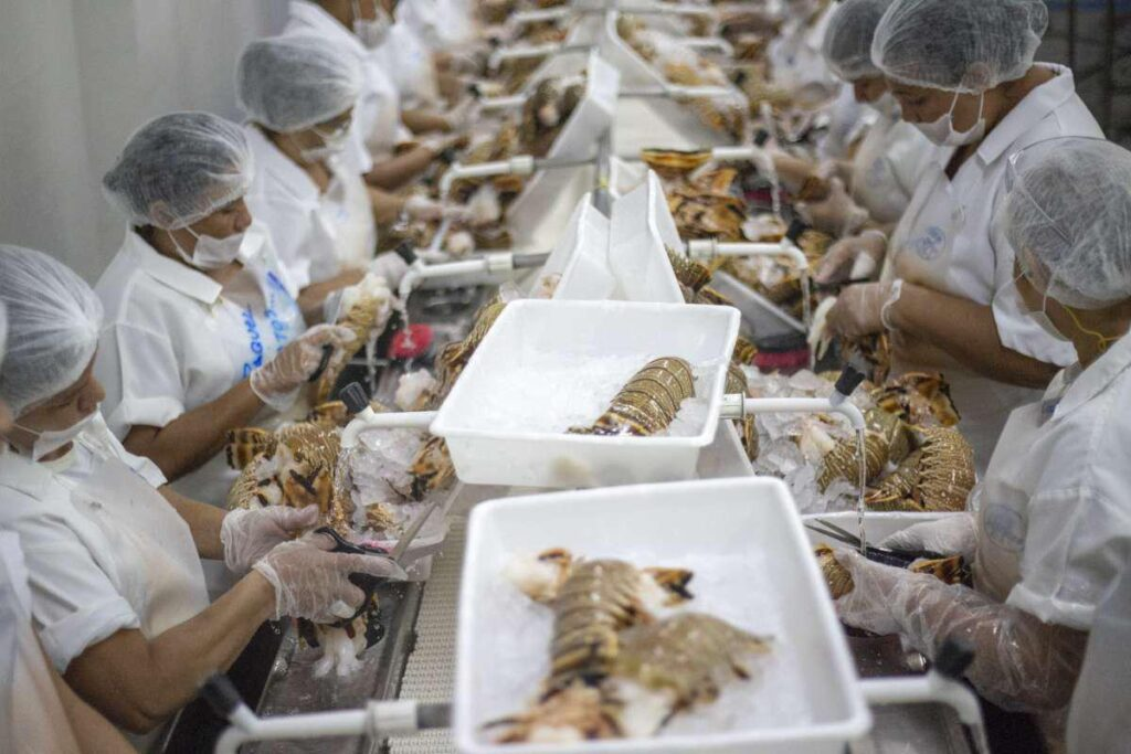 Nordeste registra queda de 40% na produção de pescados devido a tarifas dos Estados Unidos