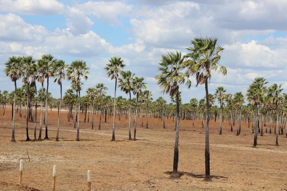 Piauí lidera produção de pó de carnaúba no Brasil, mas enfrenta queda de 7,4%