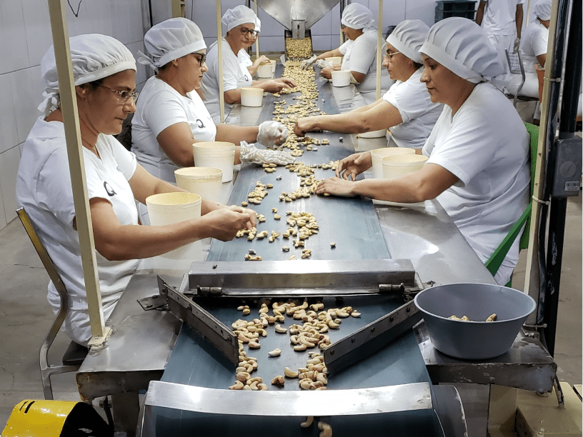 Impacto da exportação de caju no Nordeste: castanha e óleo geram efeitos em cadeia nos mercados