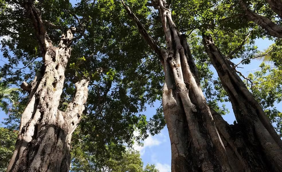 Árvore símbolo no Nordeste se adapta ao calor e contribui para o clima da capital; aprenda a plantar