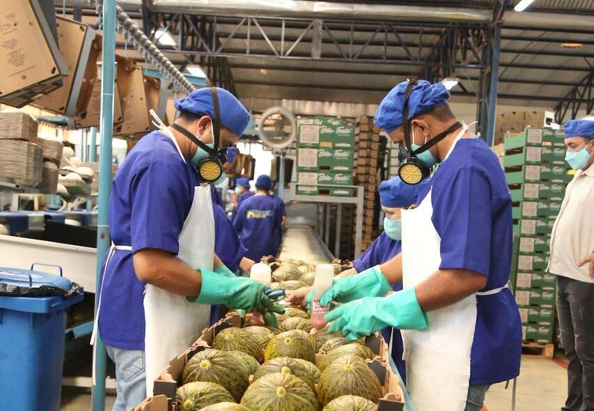 Capital no Nordeste exportará 200 contêineres de frutas por semana para a Europa até 2026