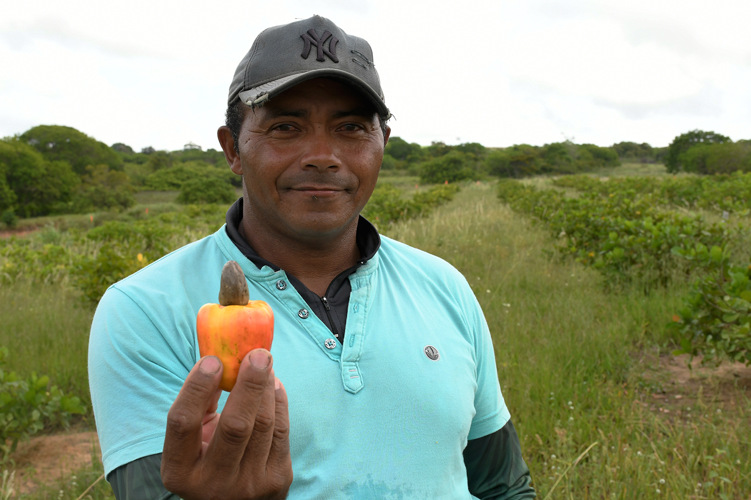 Agricultores de assentamento apostam em cultivo sustentável de caju no Nordeste