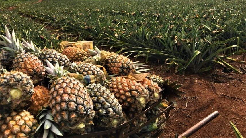 Estado do Nordeste reassume a liderança na produção de abacaxi no Brasil
