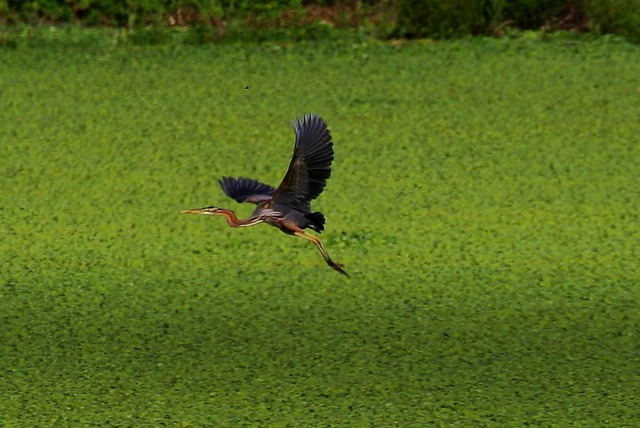Garça-roxa é avistada em Fernando de Noronha após quatro anos de ausência no Brasil
