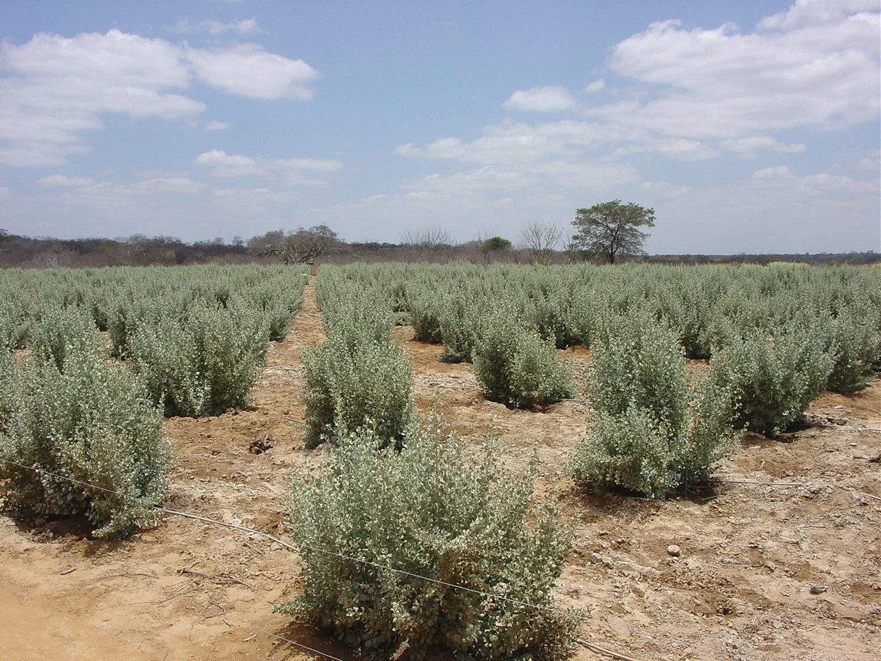 Inovação no semiárido nordestino: agricultura biossalina e erva-sal em destaque