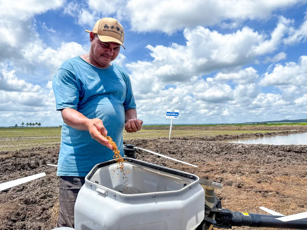Alagoas investe em nova técnica de cultivo de arroz para aumentar a produção