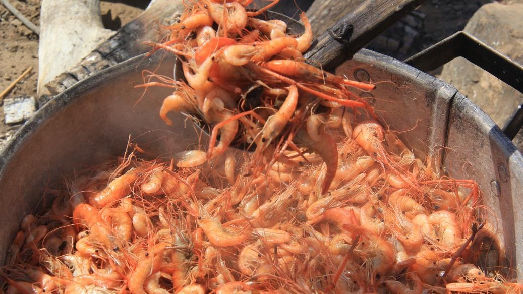 Nova lei em estado do Nordeste oferece incentivos para a produção de camarão no interior