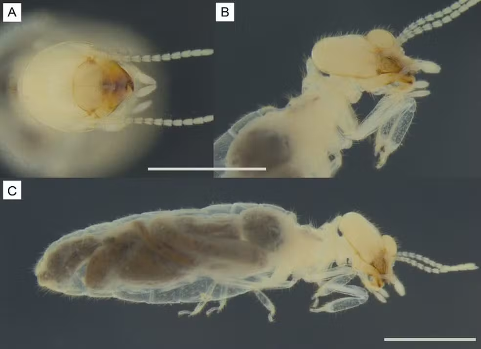 Nova espécie de cupim é descoberta por pesquisadores no Sertão no Nordeste
