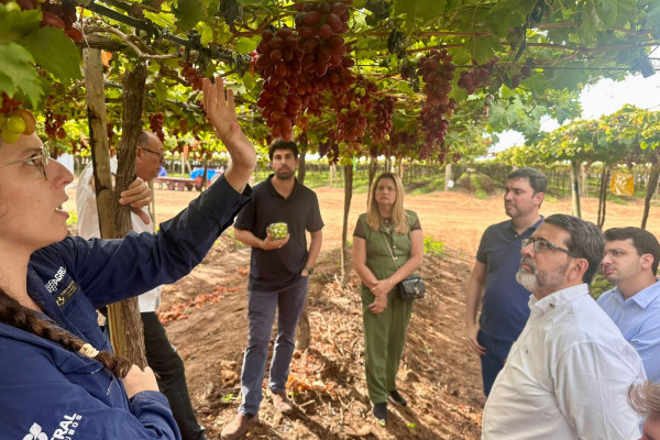 Vale do São Francisco se prepara para retomar exportação de frutas pelo porto de Suape