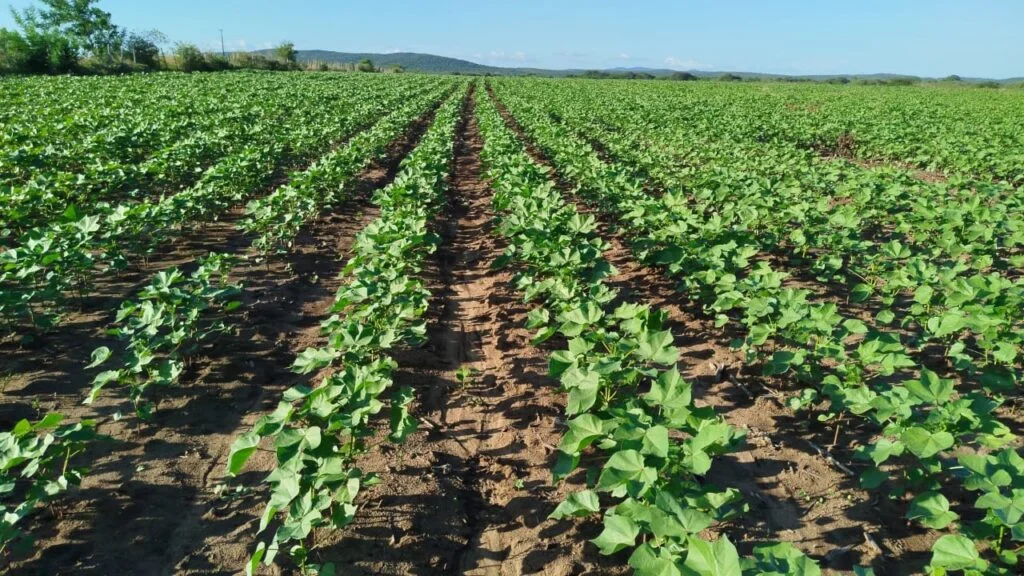 Cariri cearense almeja selo de origem para algodão de fibra longa