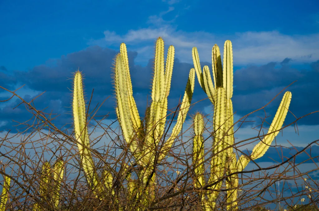 Caatinga se destaca na COP30 enquanto Nordeste enfrenta desafios nas energias renováveis