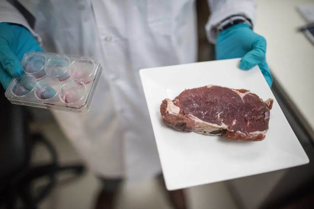 Crescimento do mercado de carne cultivada pode quadruplicar até 2034, revela estudo