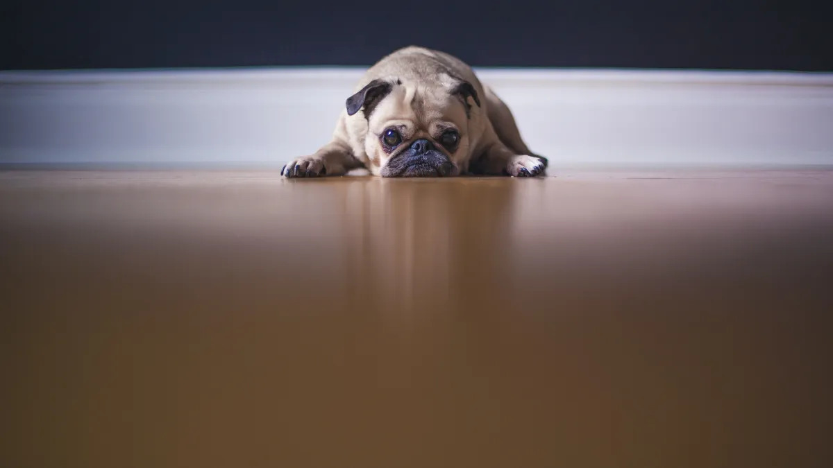 Veterinária orienta sobre como cuidar de pets durante a queima de fogos no Réveillon