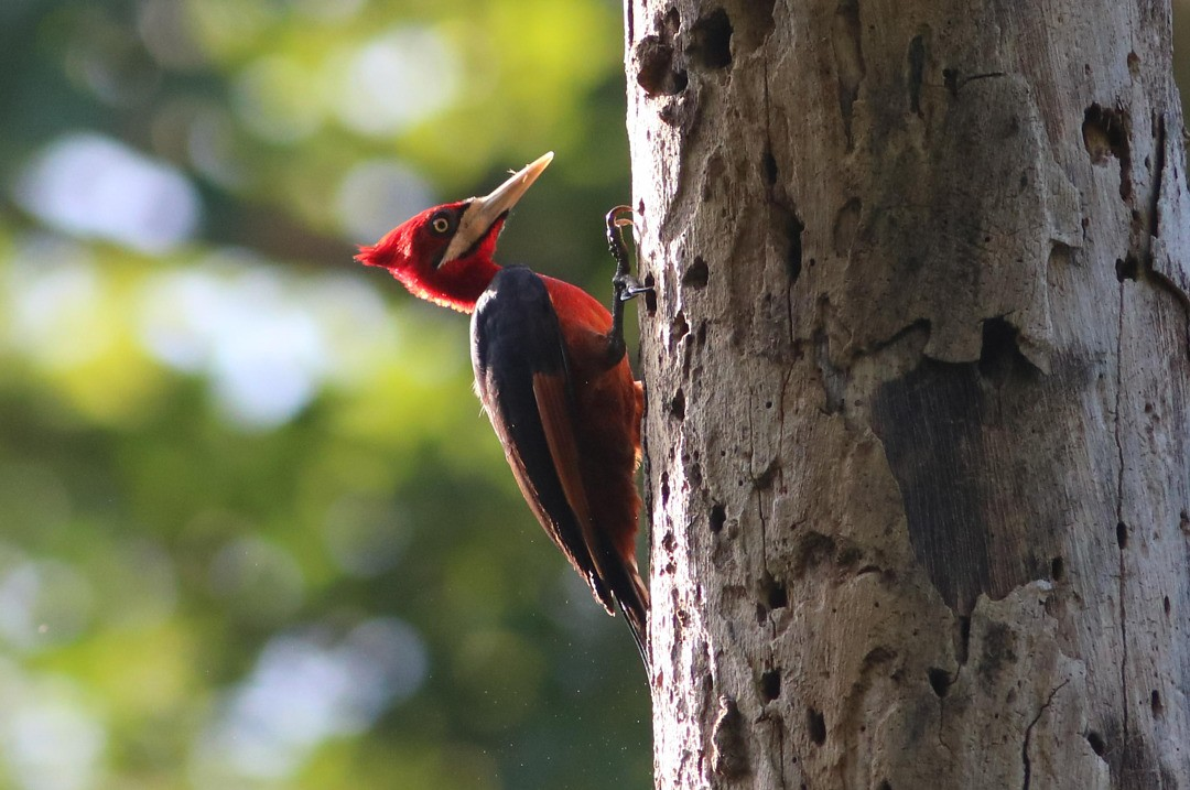 Estado do NE se destaca em catálogo de observação de aves e impulsiona turismo de natureza