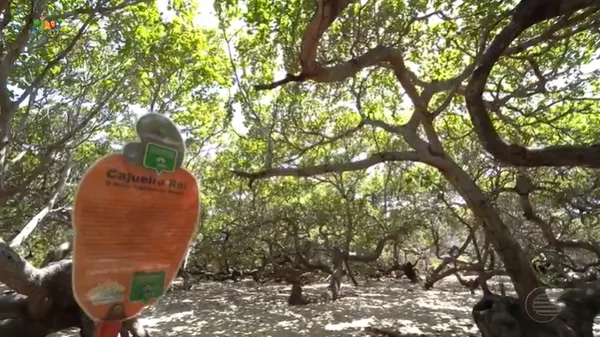 Inauguração do Mirante do Cajueiro Rei impulsiona o turismo no litoral no Nordeste