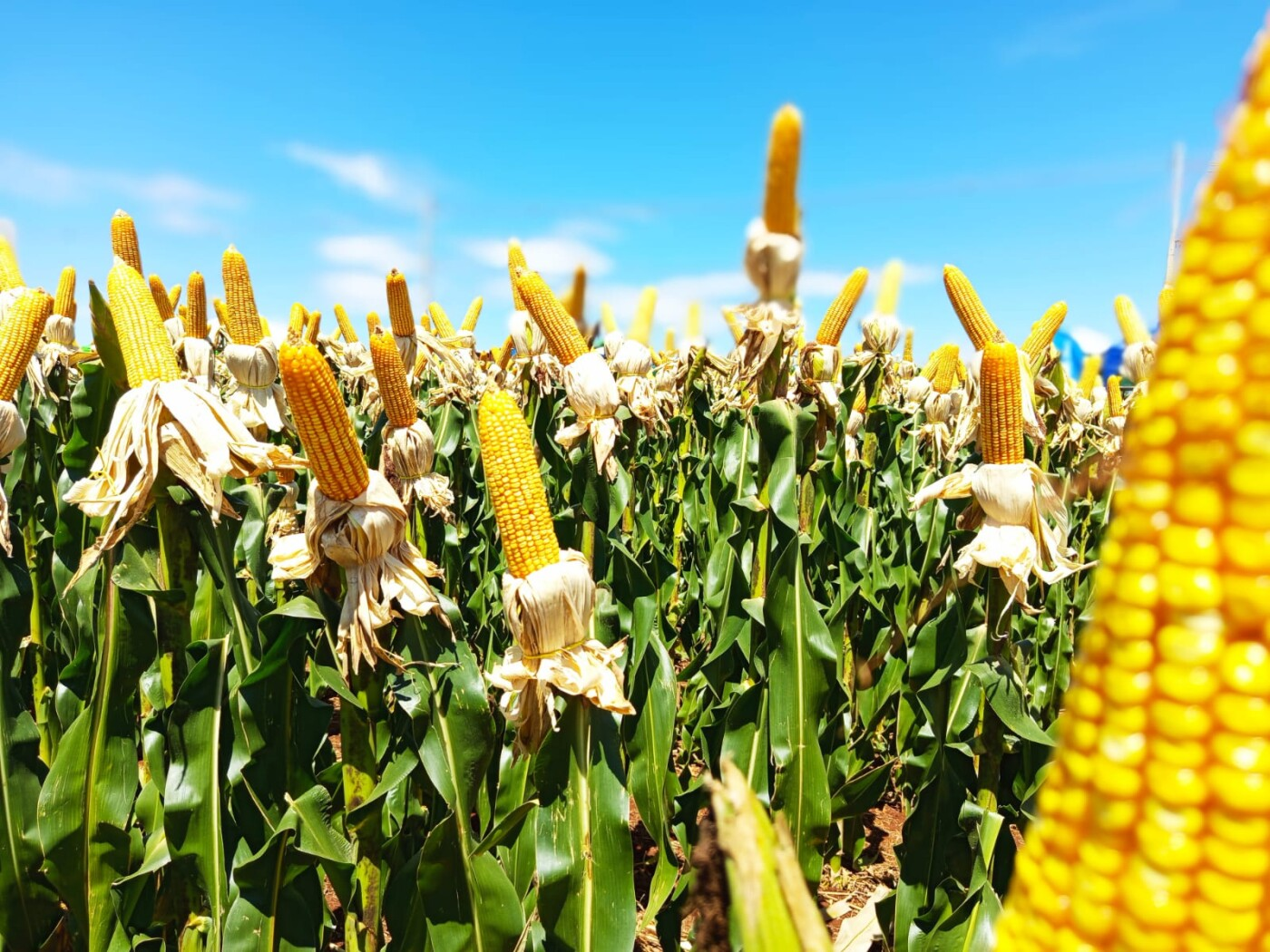 Nordeste registra apenas 12% das patentes verdes em pesquisa agrícola