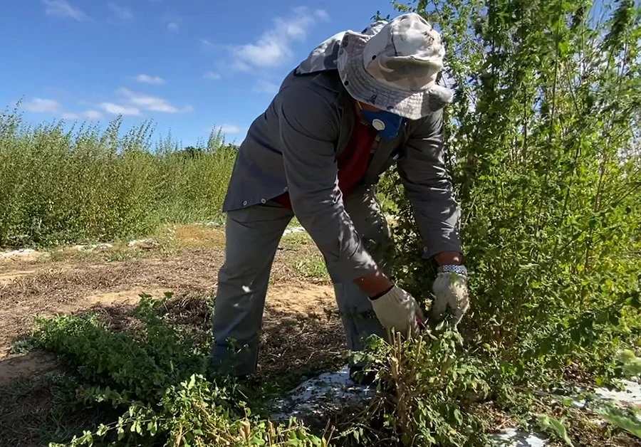 Uso comercial de plantas da caatinga se expande para bioinsumos e cosméticos
