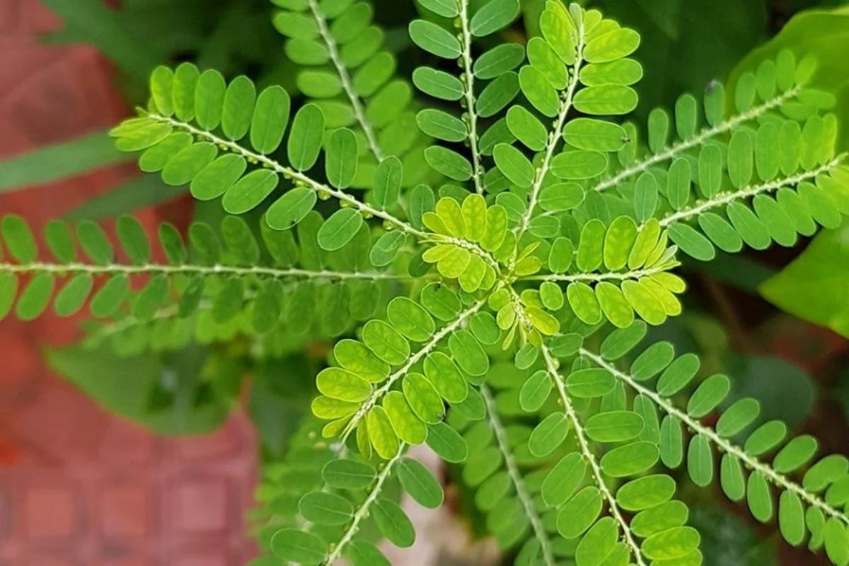 FioCruz anuncia produção de medicamento a partir da planta quebra-pedra