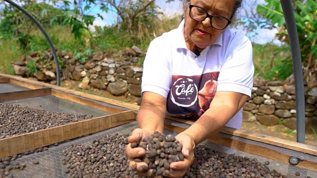 Pernambuco busca indicação geográfica para valorizar café de altitude