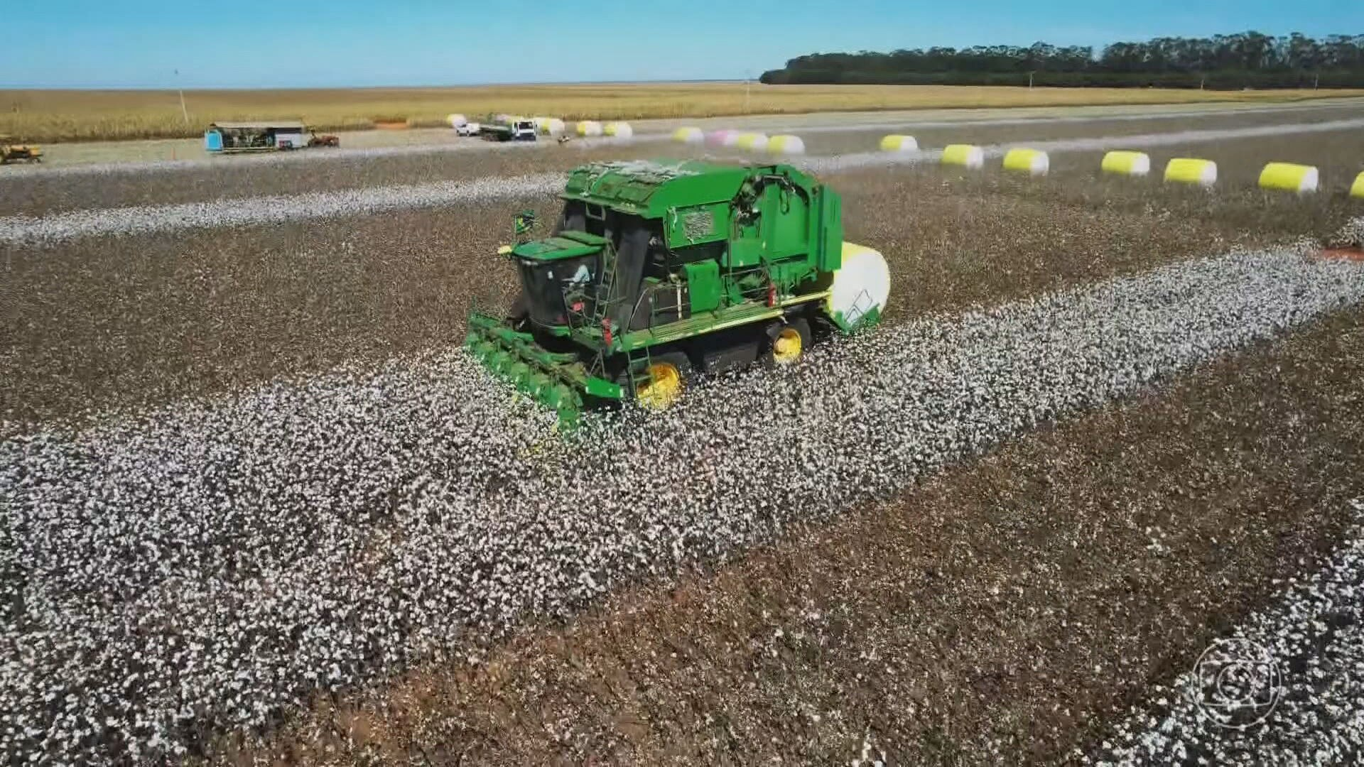Governo Federal veta cultivo de algodão transgênico em 68 cidades do Maranhão