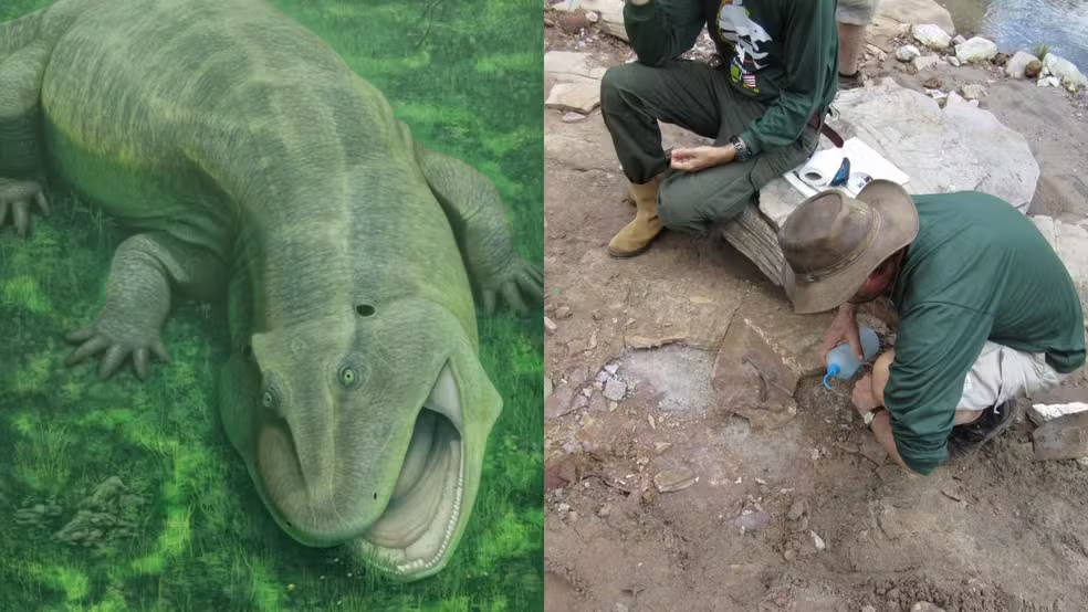 Estudo de 10 anos revela a descoberta de antigo anfíbio herbívoro brasileiro