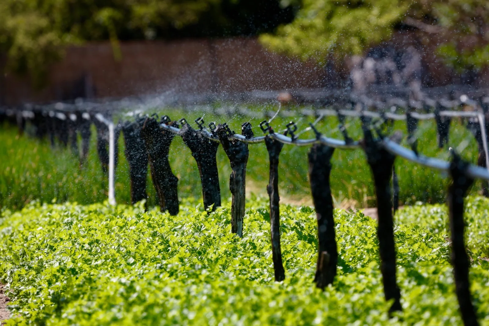 Banco do Nordeste investe R$ 100 milhões para assegurar abastecimento de água a produtores rurais em Pernambuco