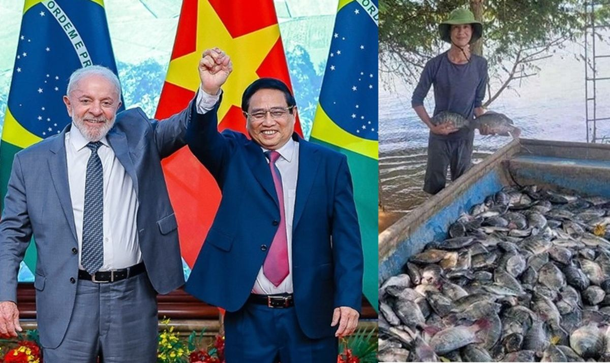 Crescimento da tilápia do Vietnã no Brasil impacta produtores de Pernambuco