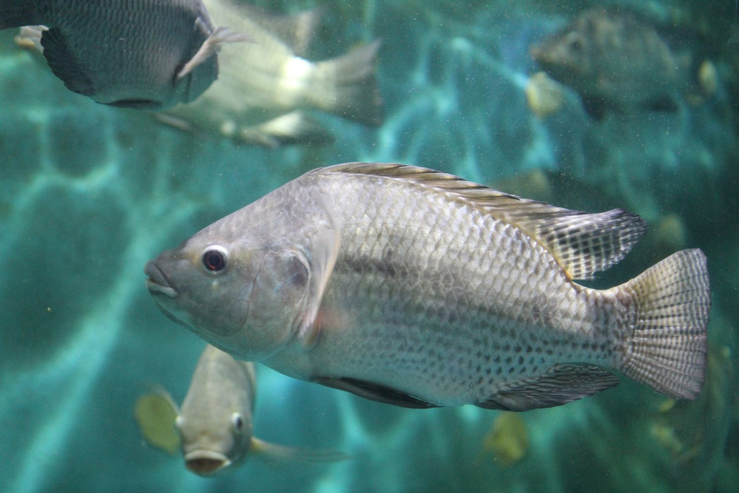 Mauricéa amplia portfólio e registra crescimento na demanda por peixe