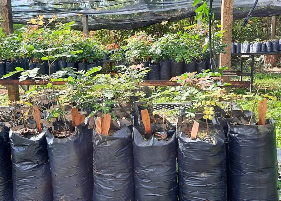 Água salobra imprópria para consumo é utilizada no reflorestamento da Caatinga