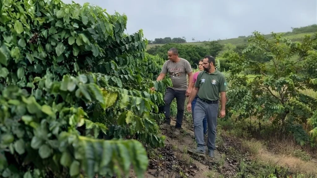 Alagoas se prepara para sua primeira safra de café em maio e busca estruturar a cadeia produtiva