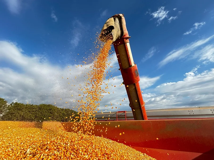 Aumento do preço do milho para avicultura em Pernambuco devido à concorrência com o etanol