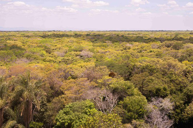 Floresta nacional do Brasil no Cariri cearense celebra 80 anos de preservação