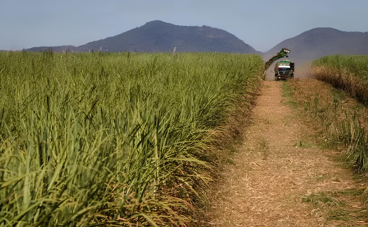 Cana-de-açúcar em Pernambuco ganha mecanização ampliada e nova fronteira no Matopiba