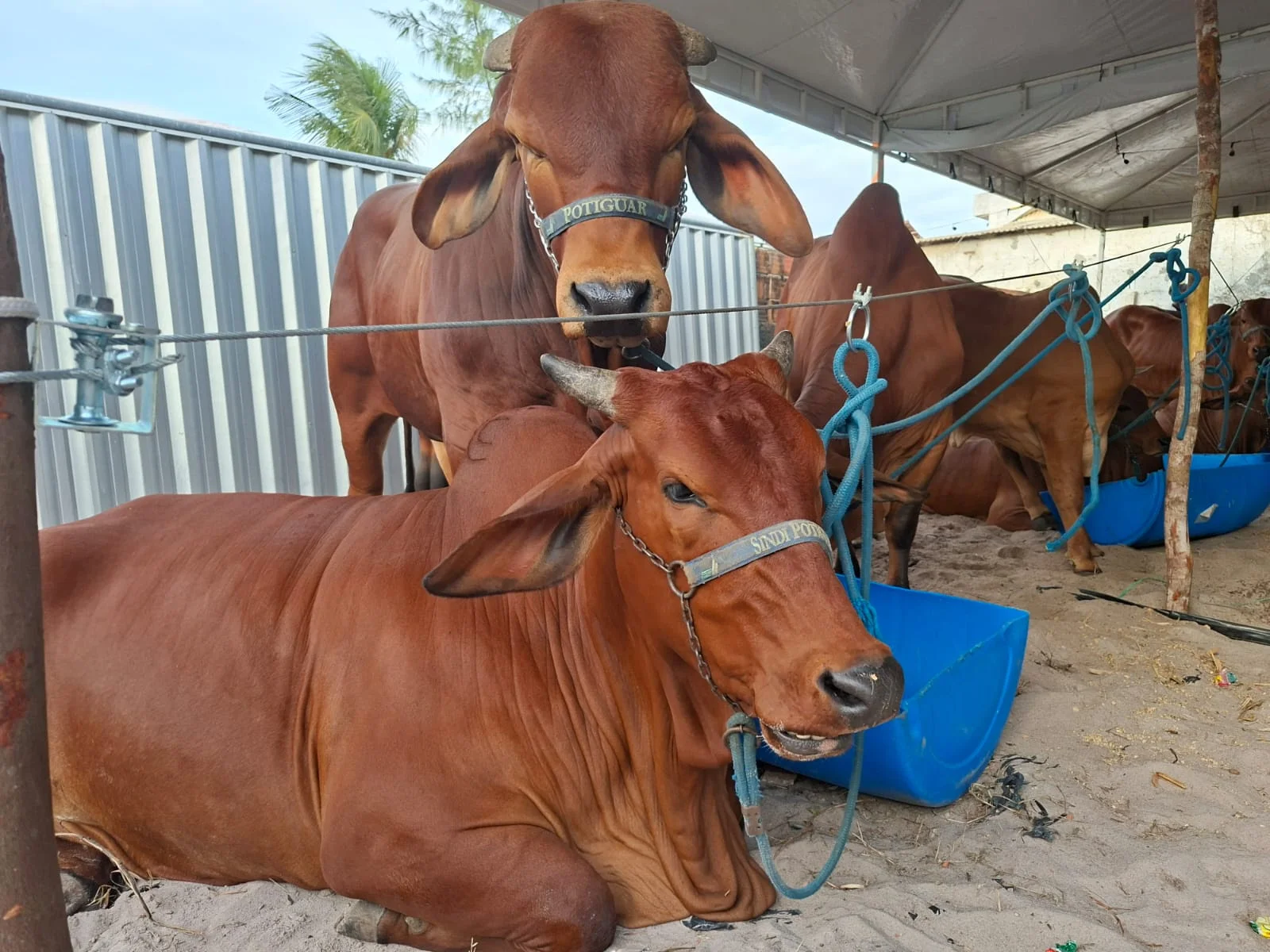 Expapi 2026 reforça força do agronegócio no Agreste Paraibano e impacto econômico da região